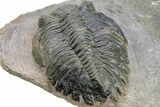 Bargain, Detailed Hollardops Trilobite #230439-4